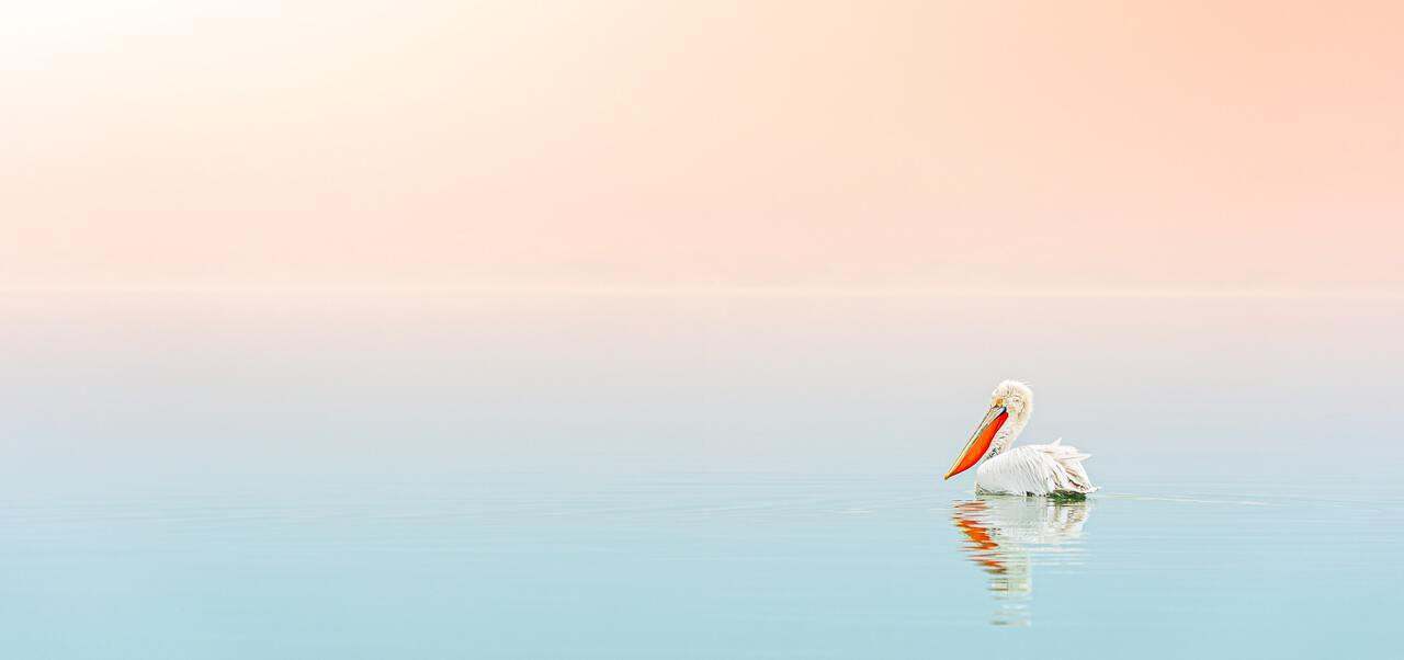 Stakeholder Engagement for Wildlife Conservation