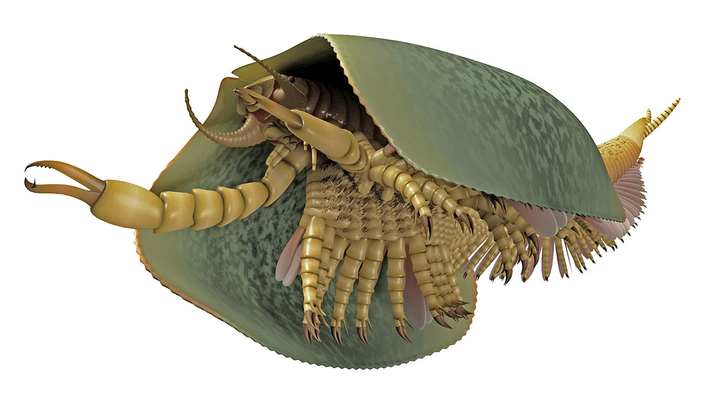 Reconstructing the origin of animals' greatest success story | Research ...