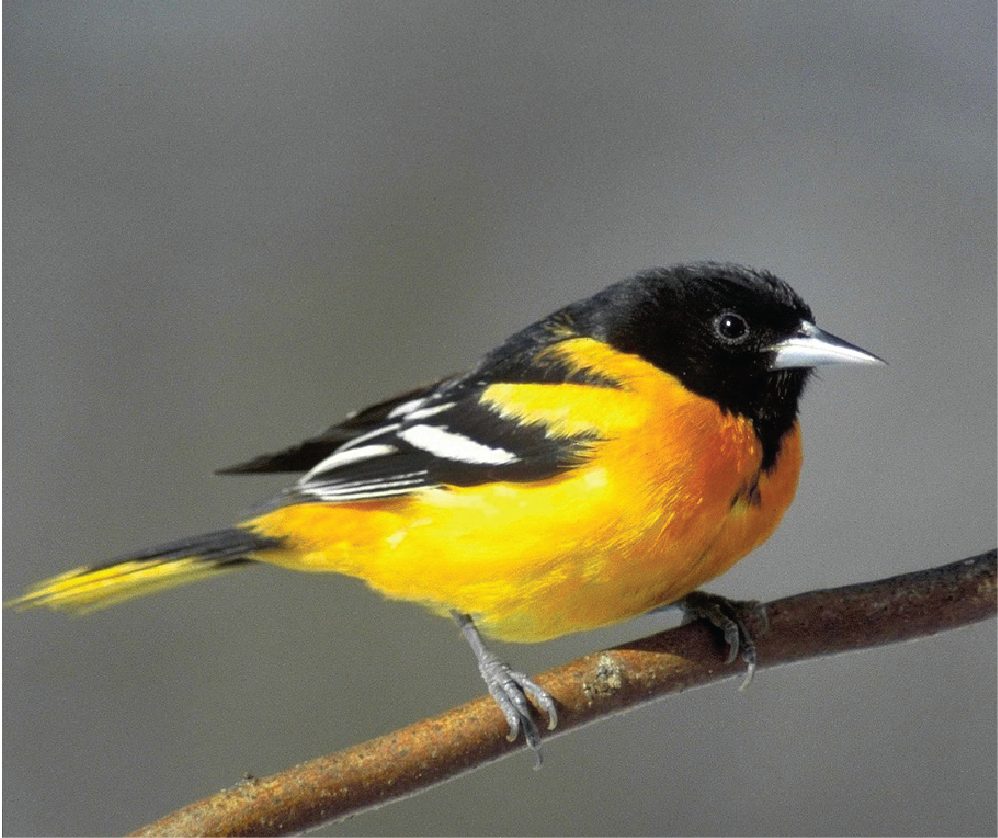 Birding in Baltimore: Avian Antioxidant Innovations Predate Modern Medicine by 65 Million Years
