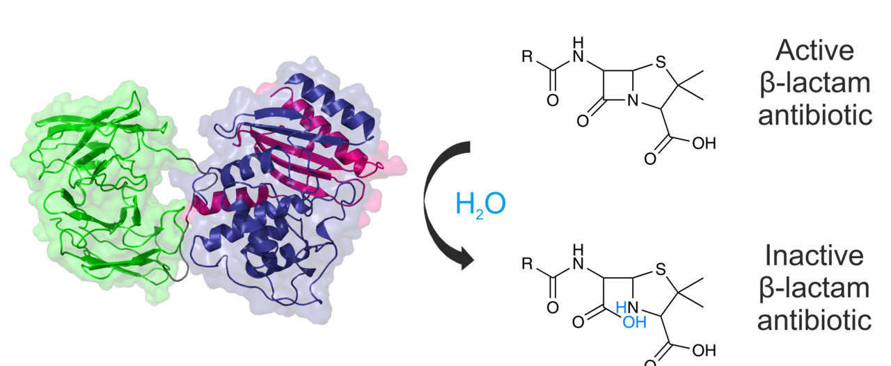 Selection and evolution of aggregation resistant proteins 