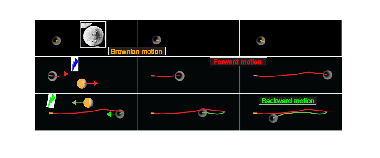Light-switchable propulsion of active particles with reversible interactions