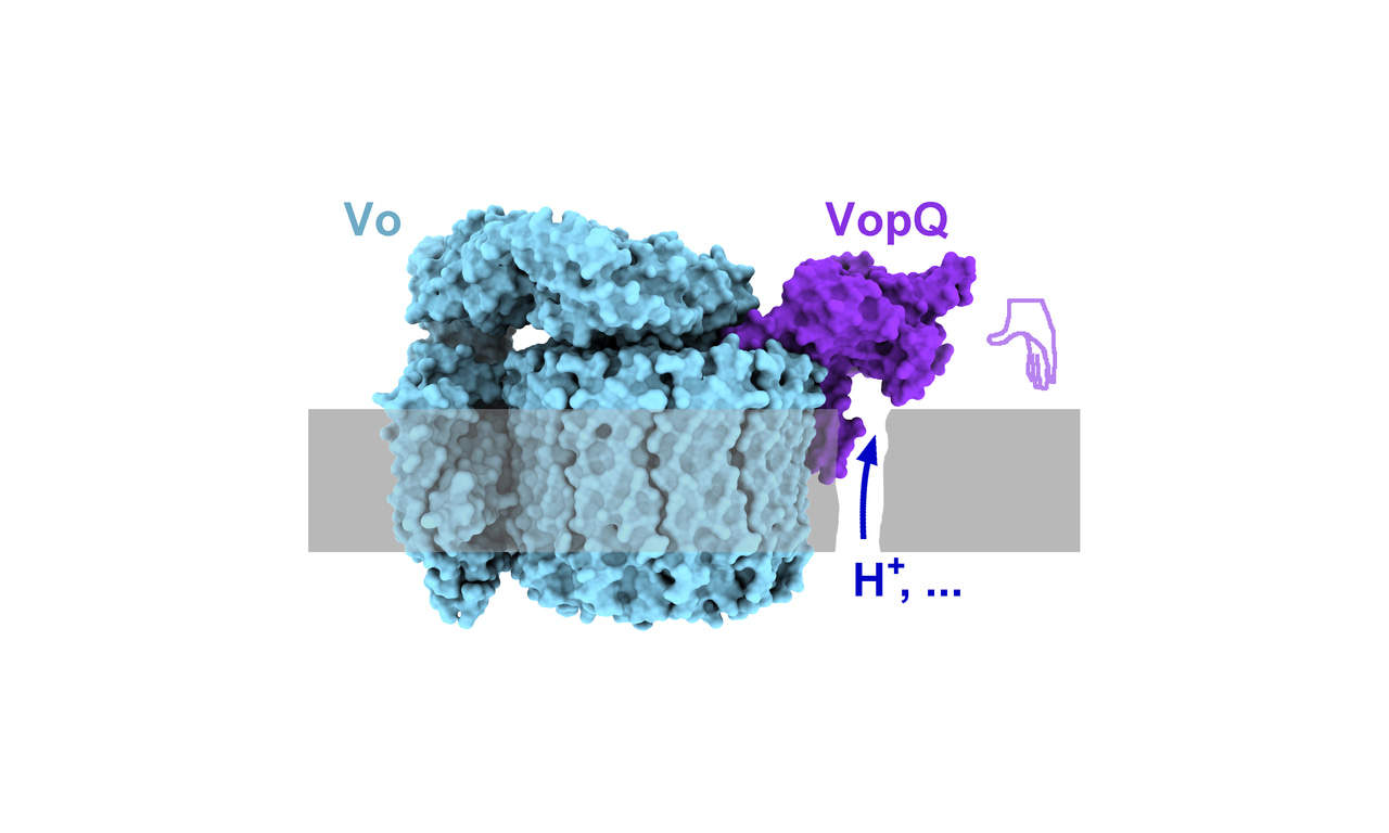 The hand of Vibrio puts a lethal hold on the host V-ATPase