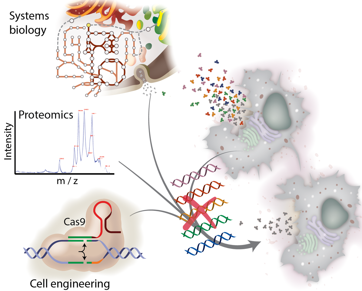Cleaning up the CHO cell
