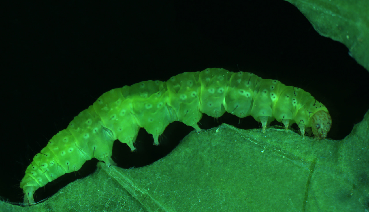 Hormonal regulation of Bt resistance in the diamondback moth