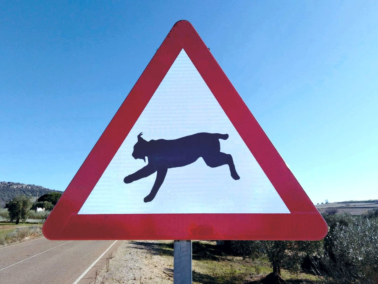 In pursuit of the missing lynx