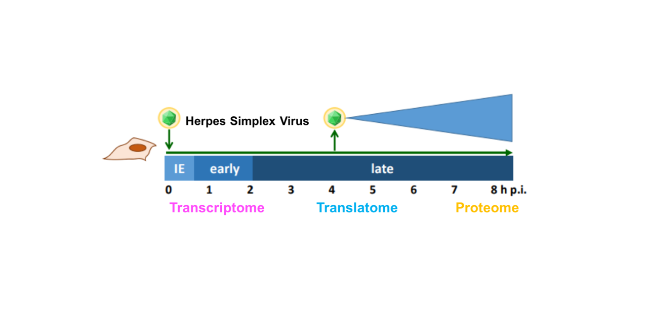 A multiomics-based annotation of the herpes simplex virus genome