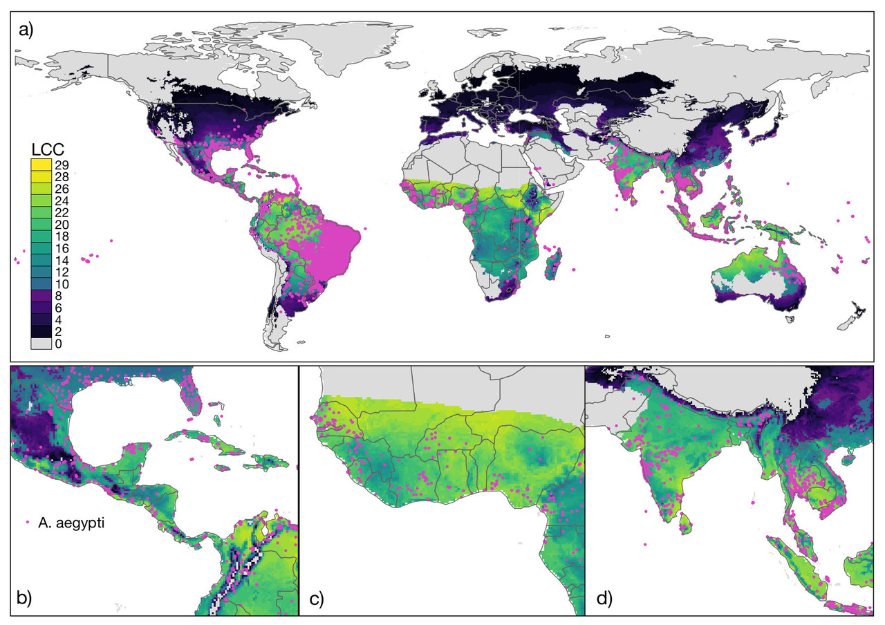 From lab to landscape – predicting global growth potential of the dengue mosquito under climate change