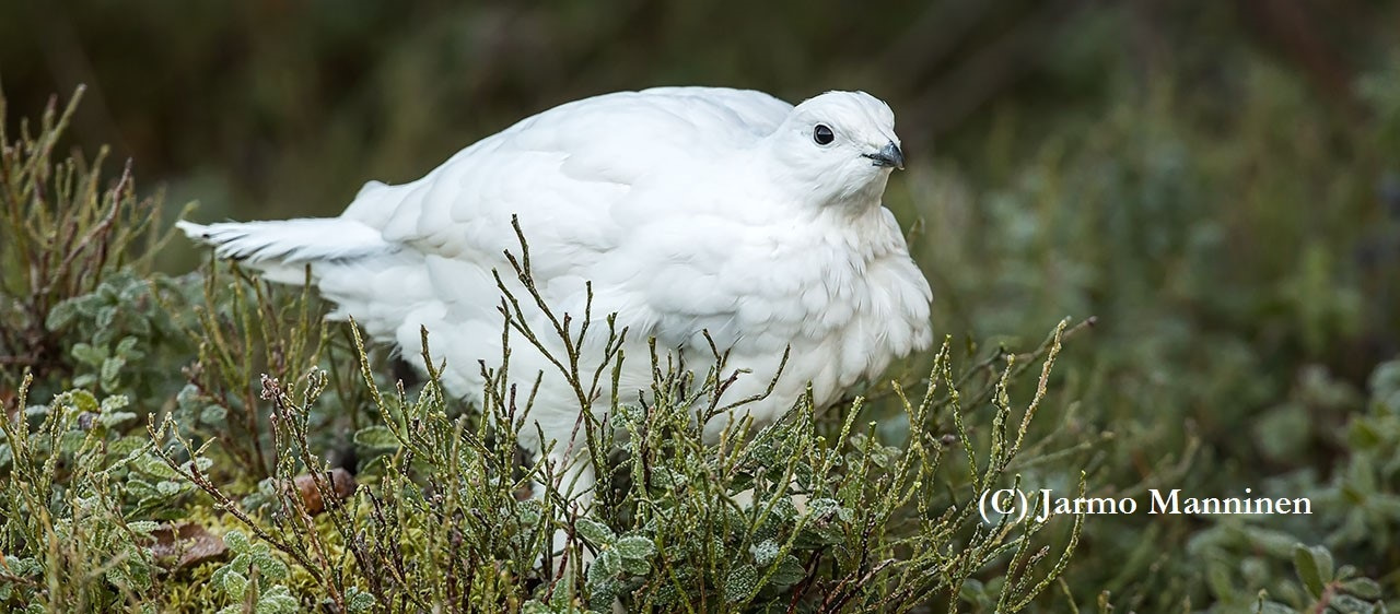 Camouflage is great – except when something screws things up