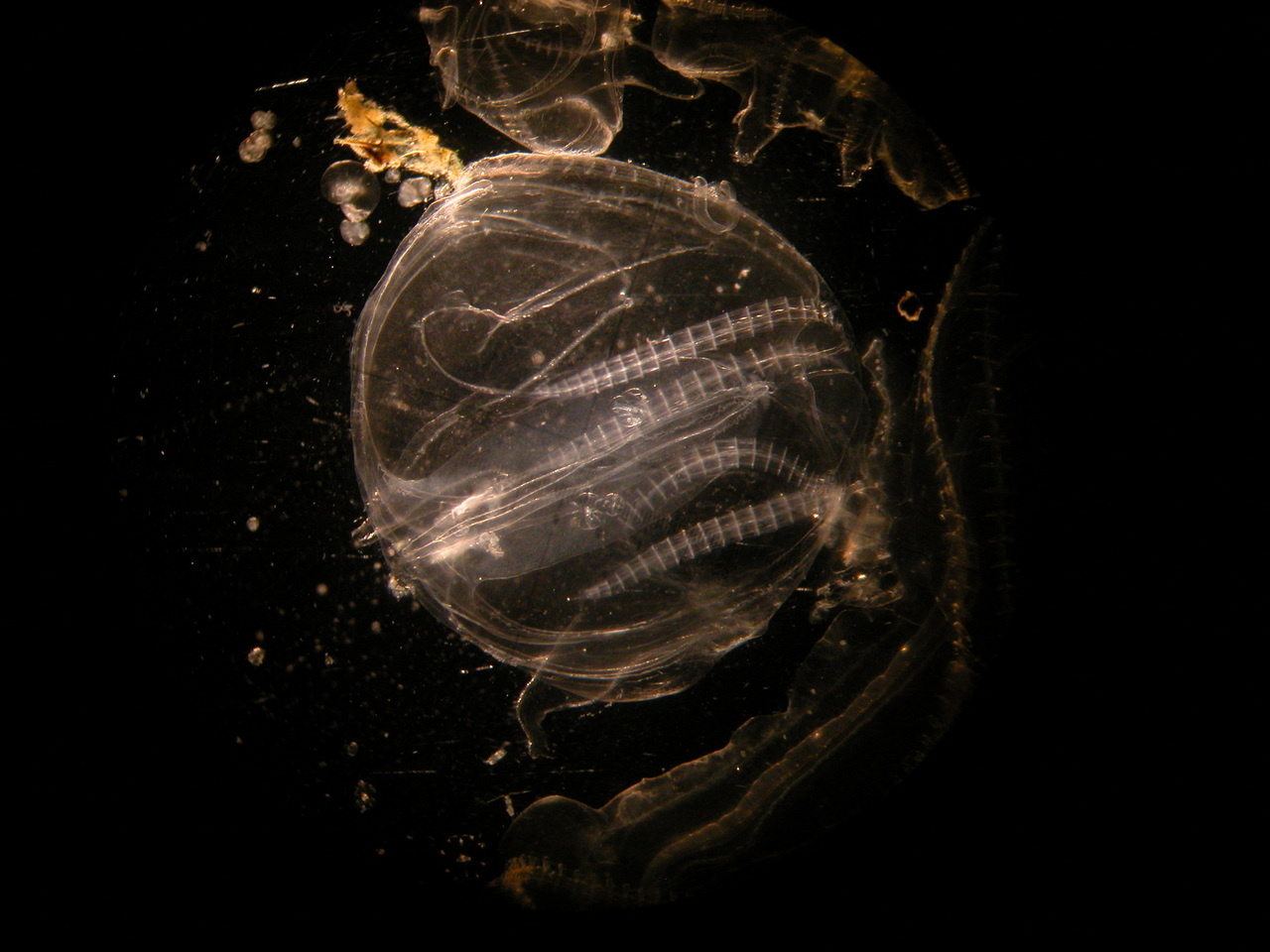 Cannibalism helps comb jellies survive severe conditions 