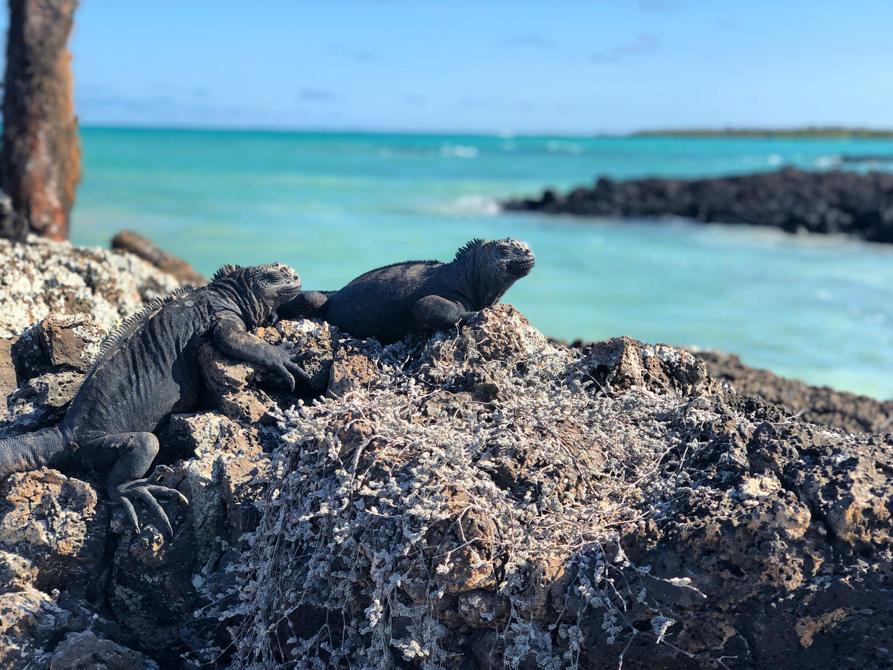 Career opportunities in Galapagos!