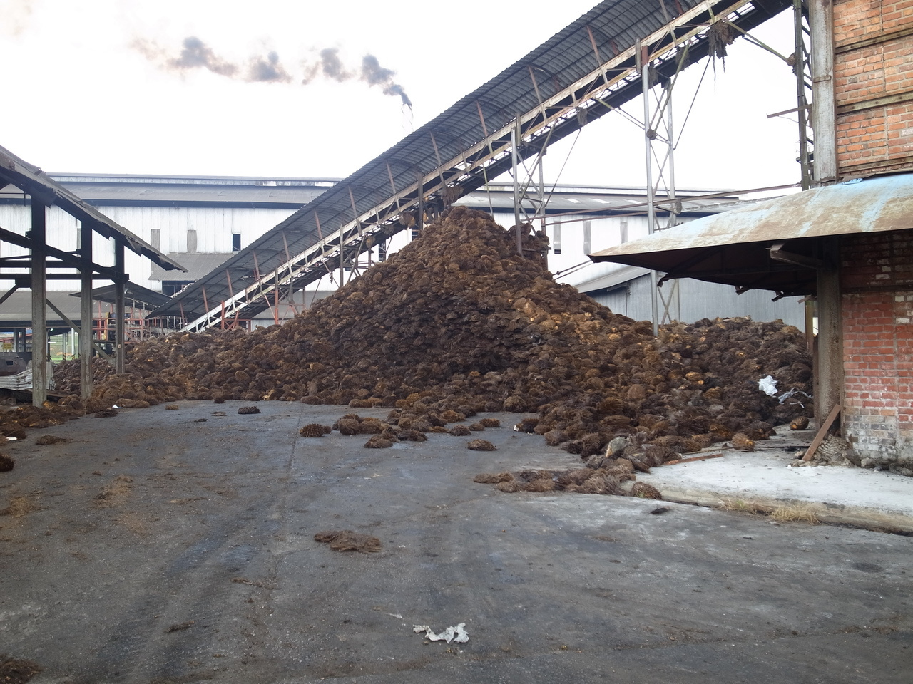 STREPTOMYCES SP. S6, A LIGNIN DEPOLYMERIZING BACTERIA ISOLATED FROM A TROPICAL ENVIRONMENT