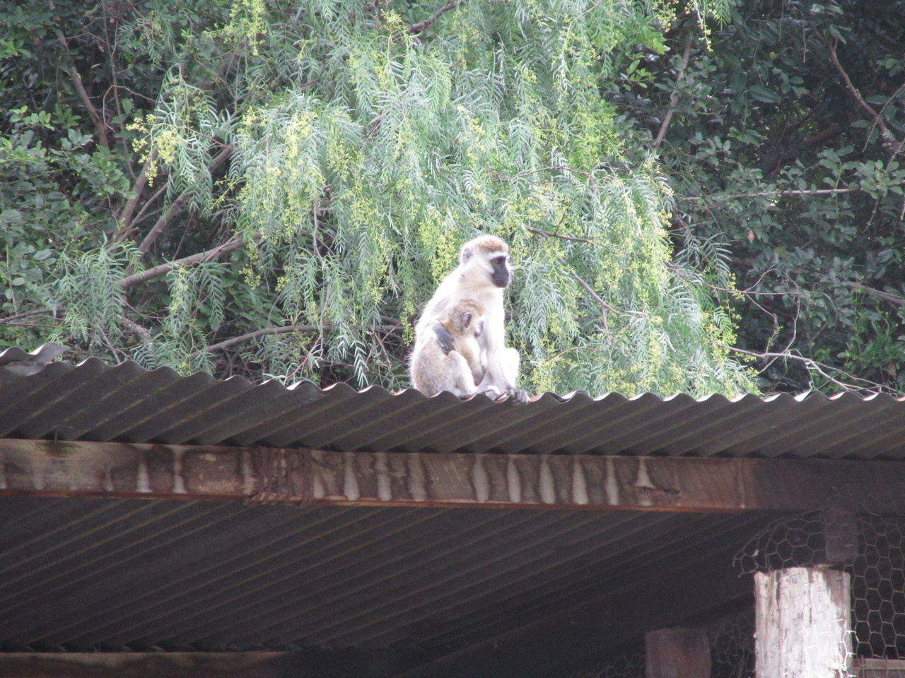 Help with dissertation research greatly appreciated. Questionnaire on social science and conservation research.