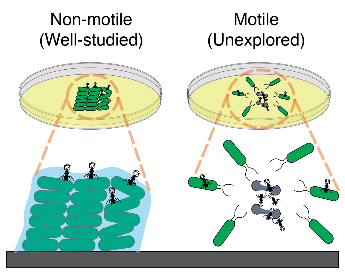 Phages hitch a ride with migrating bacteria