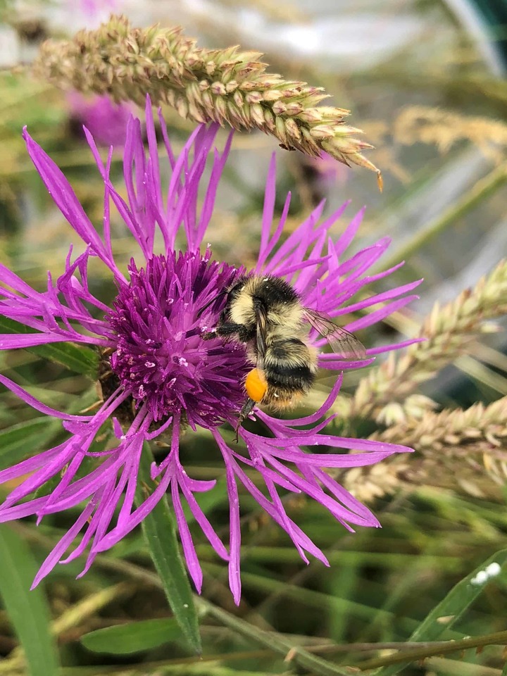 Shrill Carder Bee Conservation Strategy