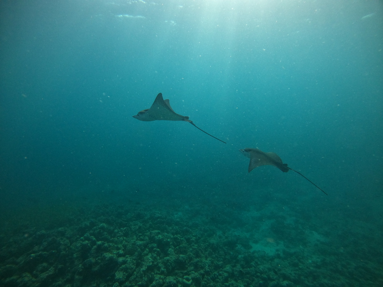 Hey everyone, I'm Ed!