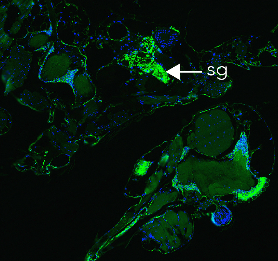 Noncoding viral RNA inhibits apoptosis in mosquitoes and determines Zika transmission