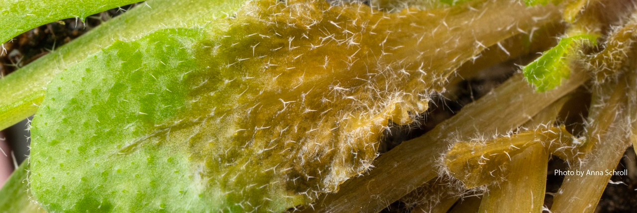 Fungal Sax – Breaking down the spice