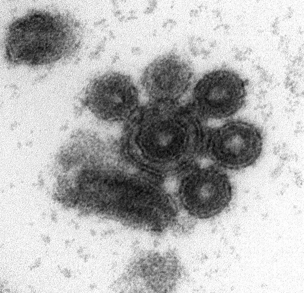 The social life of viruses