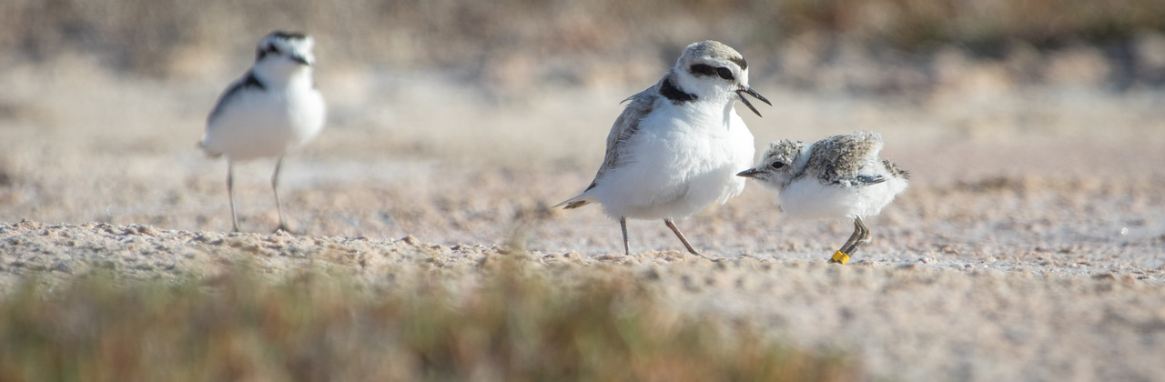 Open season on plovers