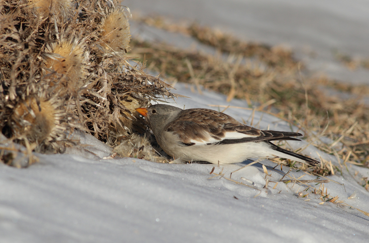 Female Snowfinches disappear when the summer is warm