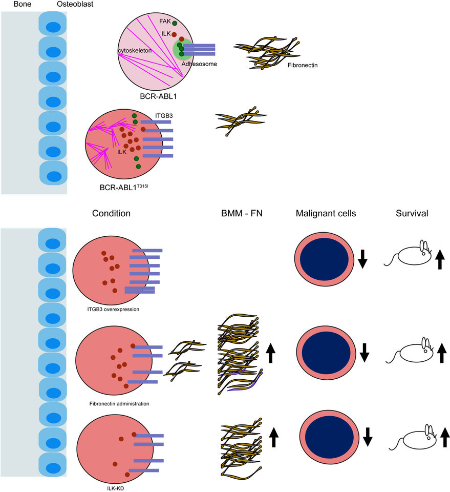 Specific, targetable interactions with the microenvironment influence imatinib-resistant chronic myeloid leukemia