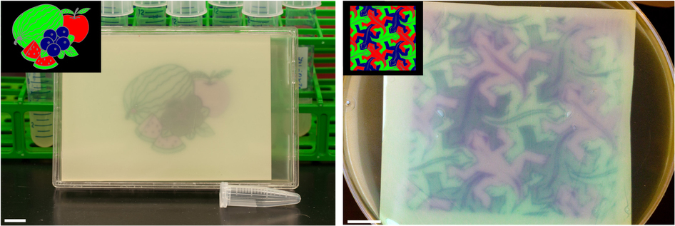 Engineering bacteria to paint with light