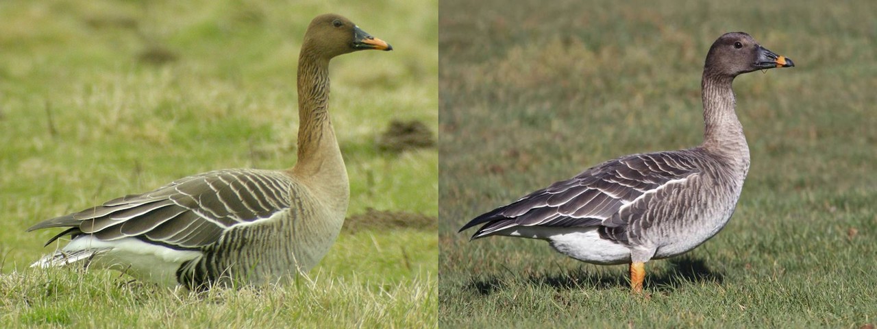 Bean geese illustrate the exchange of genes and ideas