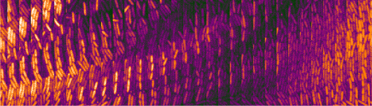 How CRISPRlator & Co became reality