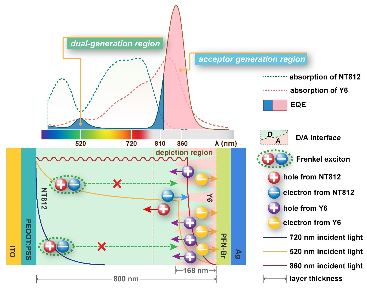 Self-filtering narrowband organic photodetectors enabled by manipulating localized Frenkel exciton dissociation