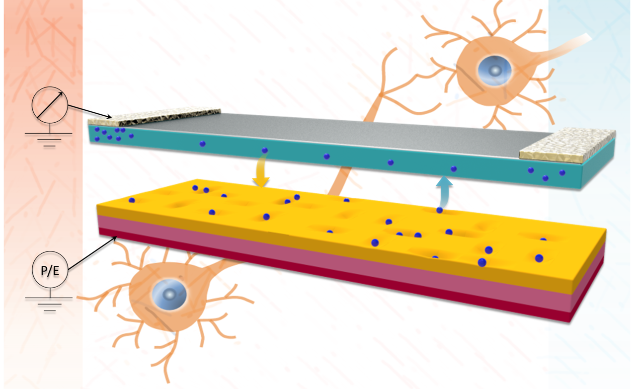 Using native oxidation in 2D for neur-architectures