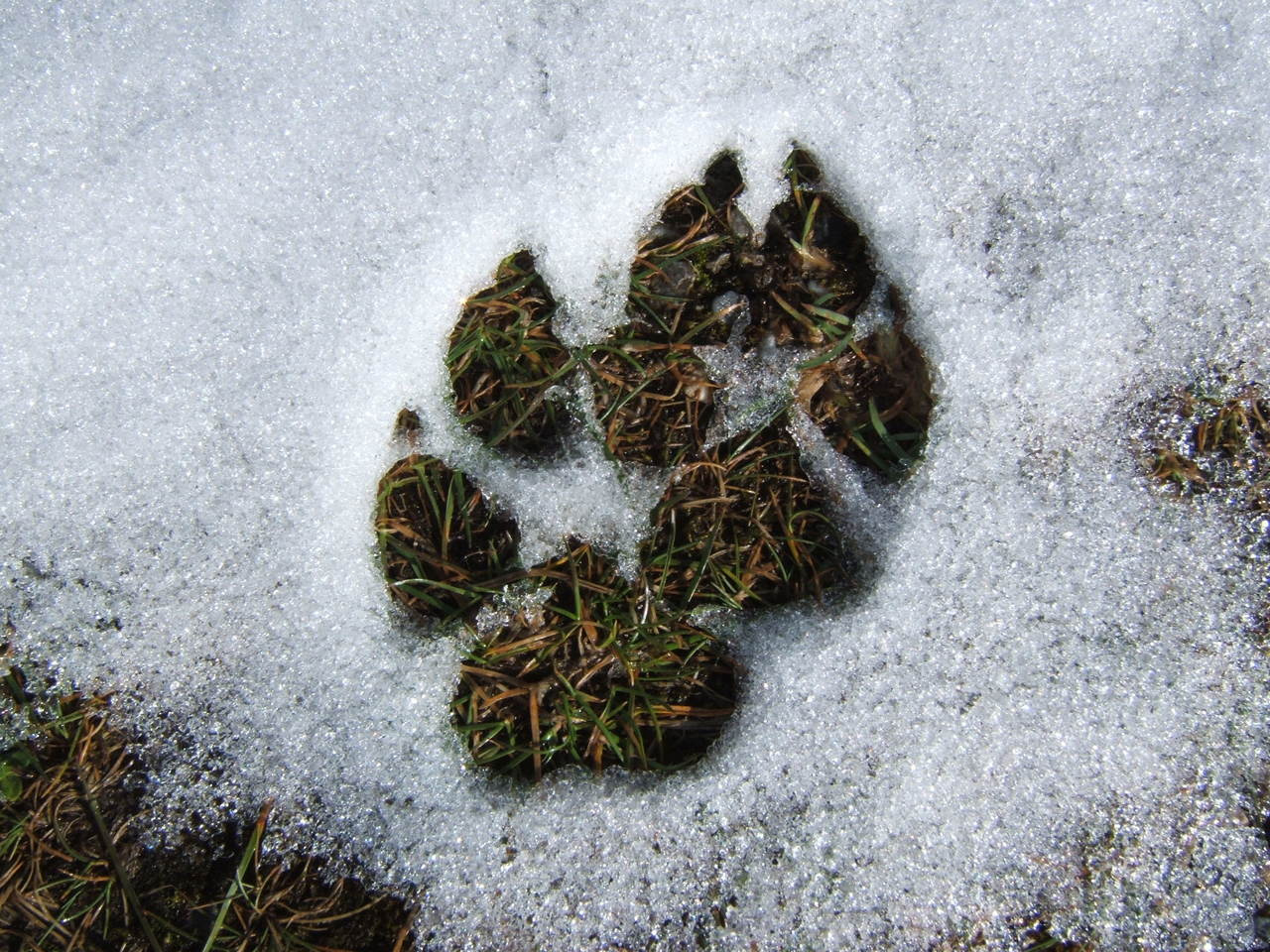 Gray wolves and brown bears; interspecific interactions between apex predators