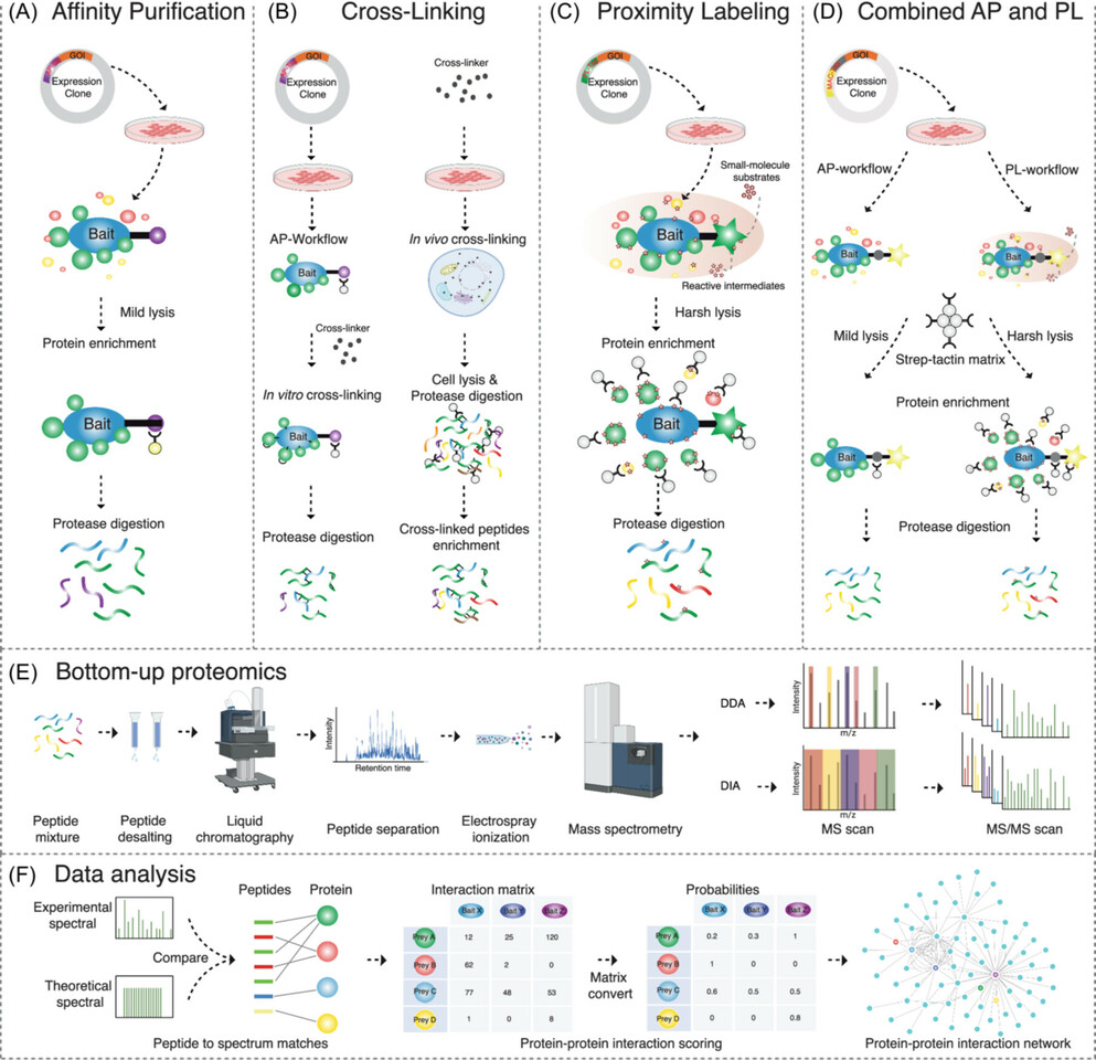 Mapping Protein-Protein Interactions by Mass Spectrometry -2024 update