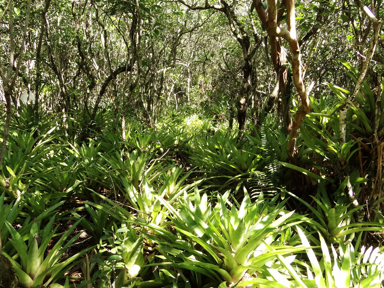 Predicted rainfall shifts threaten freshwater ecosystems across the Neotropics