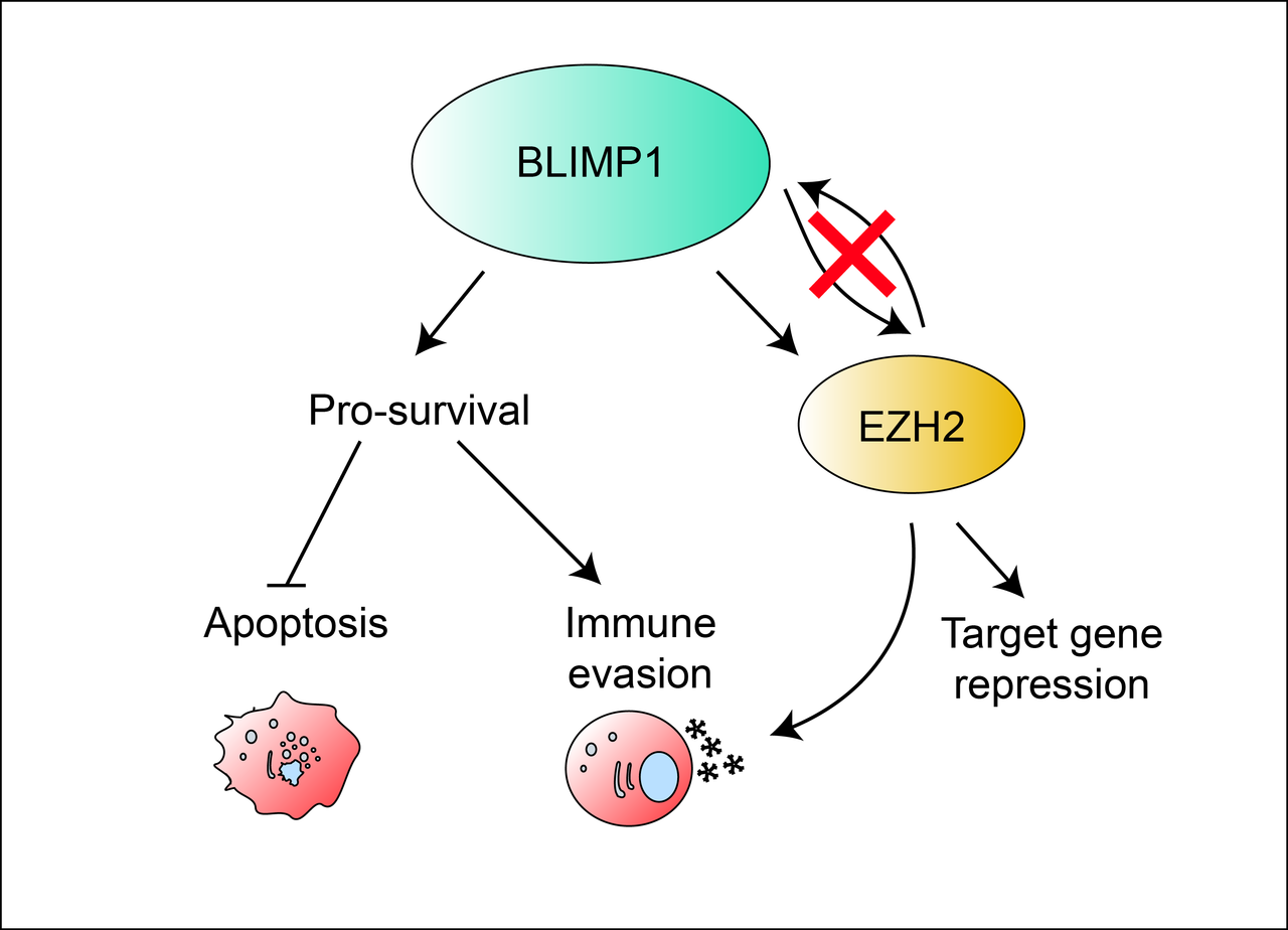 The BLIMP1-EZH2 nexus promotes survival and immune evasion in a non-Hodgkin lymphoma model