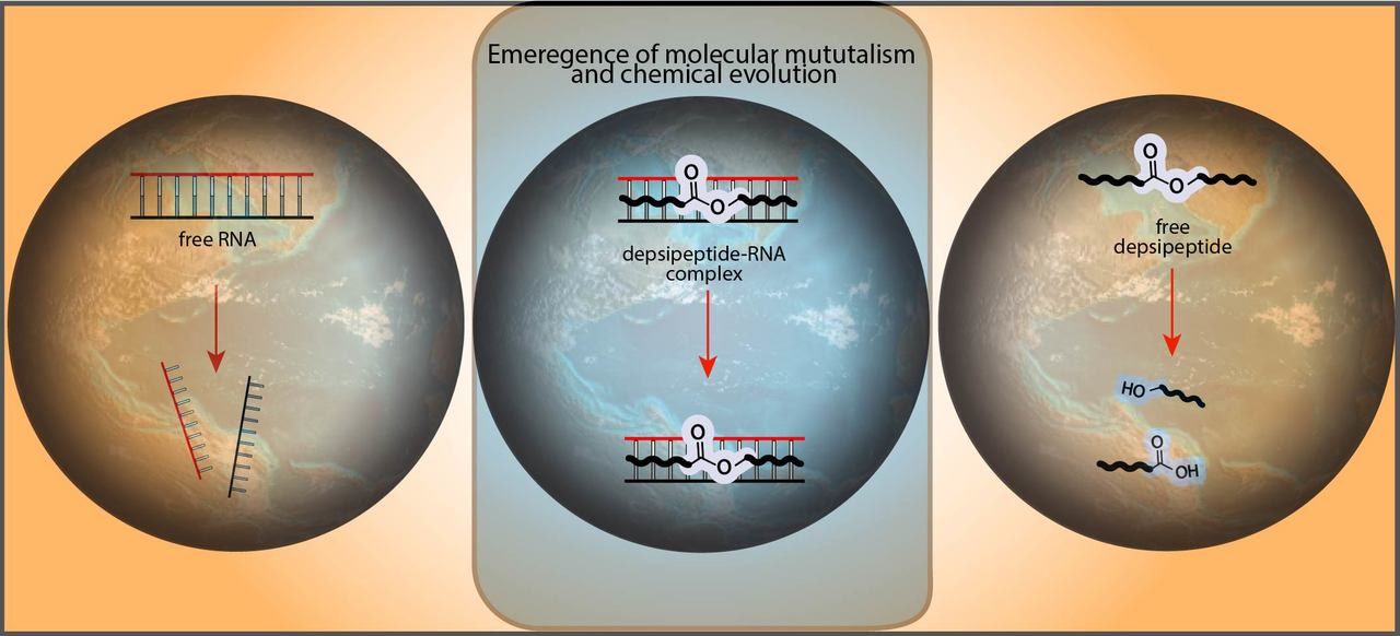 Forget the chicken or the egg: It doesn’t matter if RNA or proteins came first, rather that they need each other