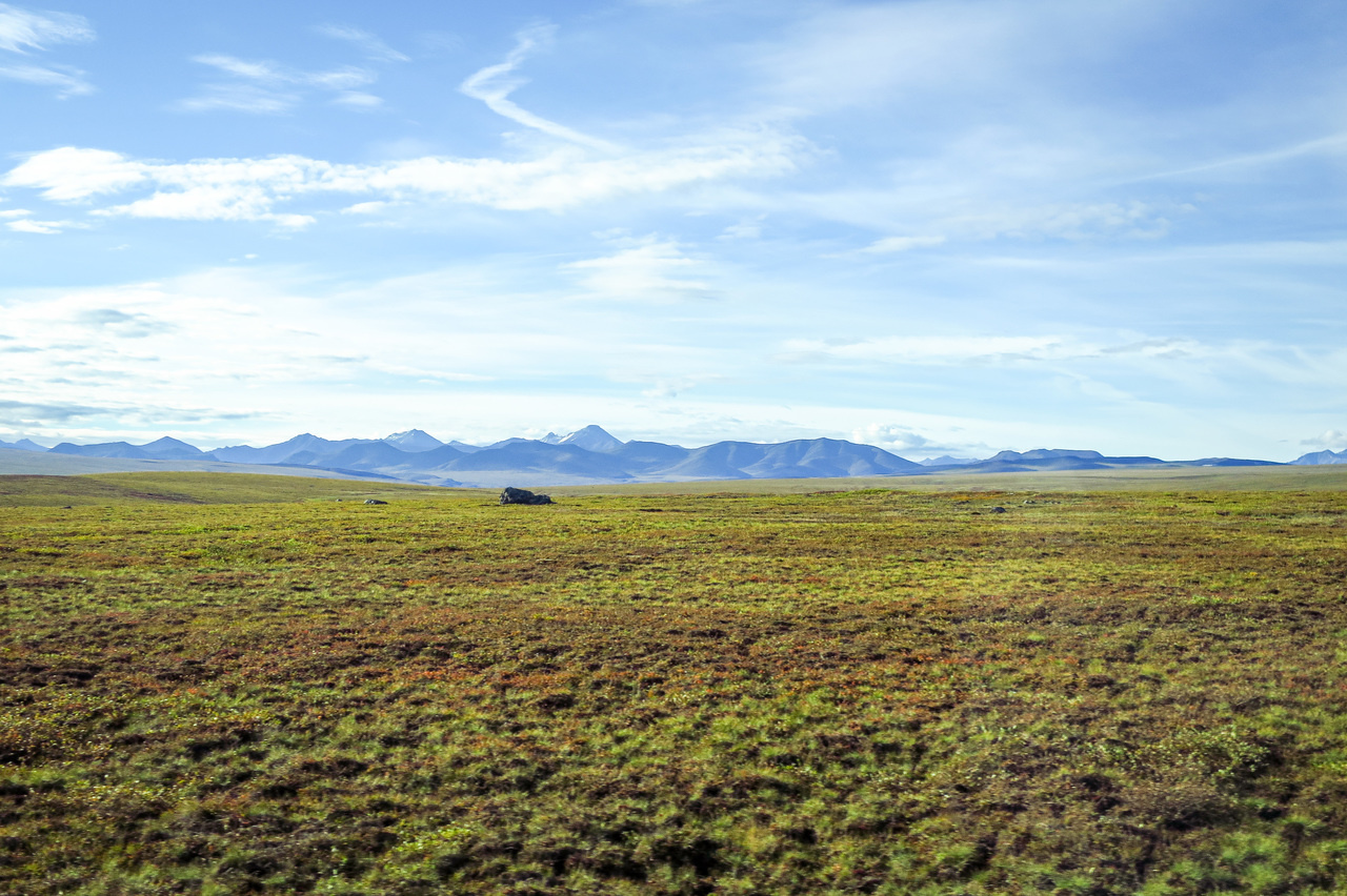 Plants prime permafrost soil carbon loss across the Circum-Arctic