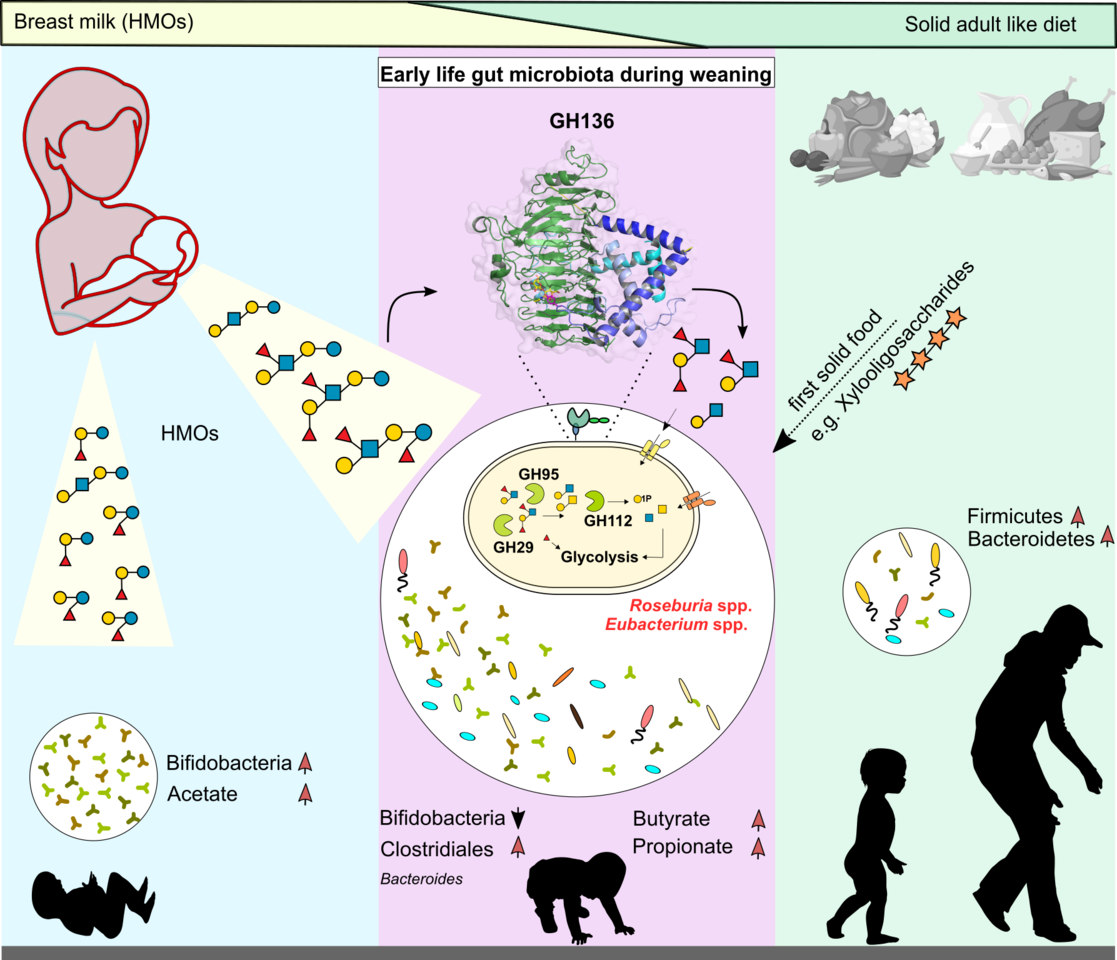 Human milk oligosaccharides: old players, new roles in the maturation of the adult gut microbiota?