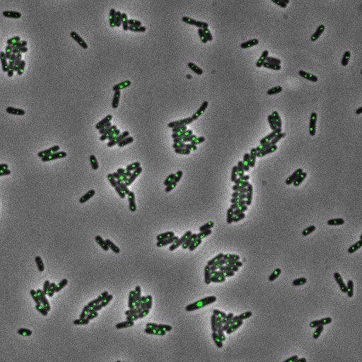 Insight into bacterial chromosome organisation by multidisciplinary approaches
