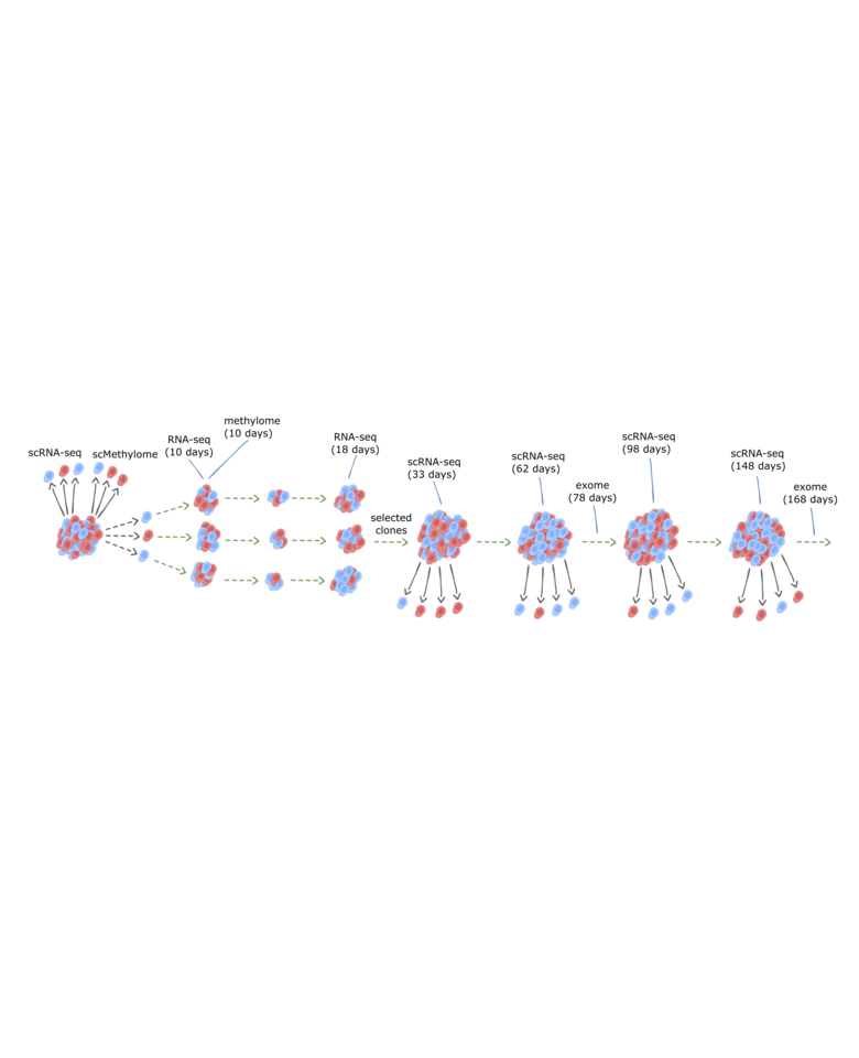 Single-cell analysis of clonal maintenance of transcriptional and epigenetic states in cancer cells