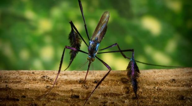 Does the jewel of mosquitos come with a price?