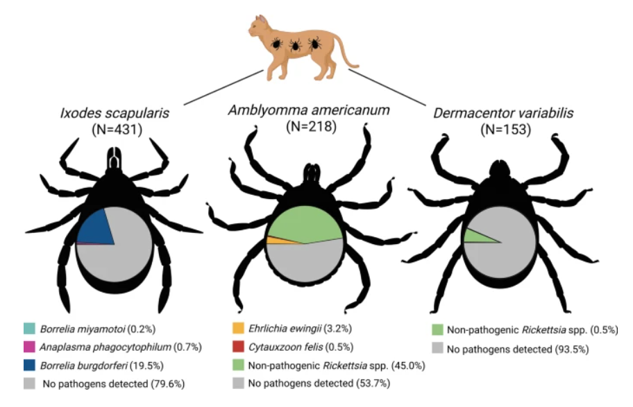 Studying the Purr-sistence of Ticks