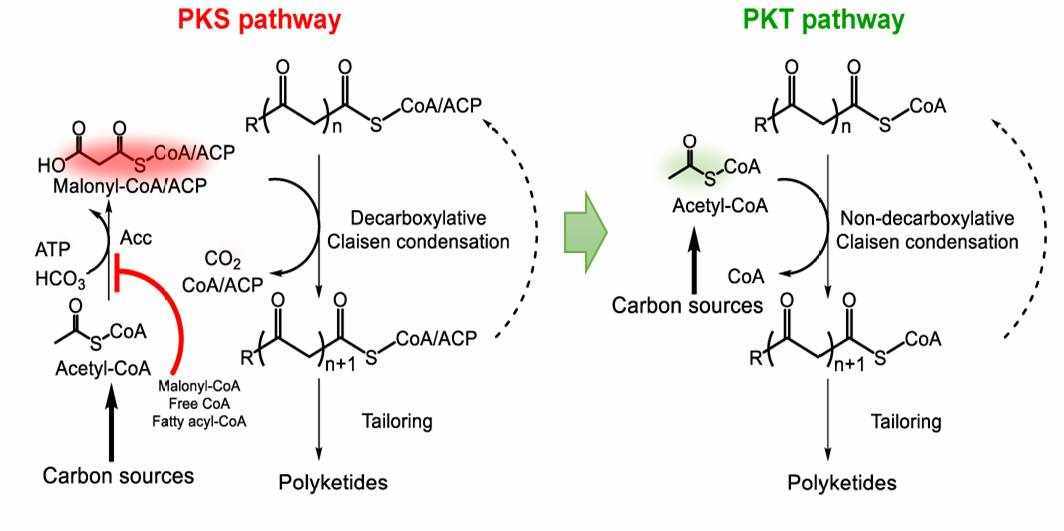 Beyond PKS: a distinct path for polyketide backbones synthesis