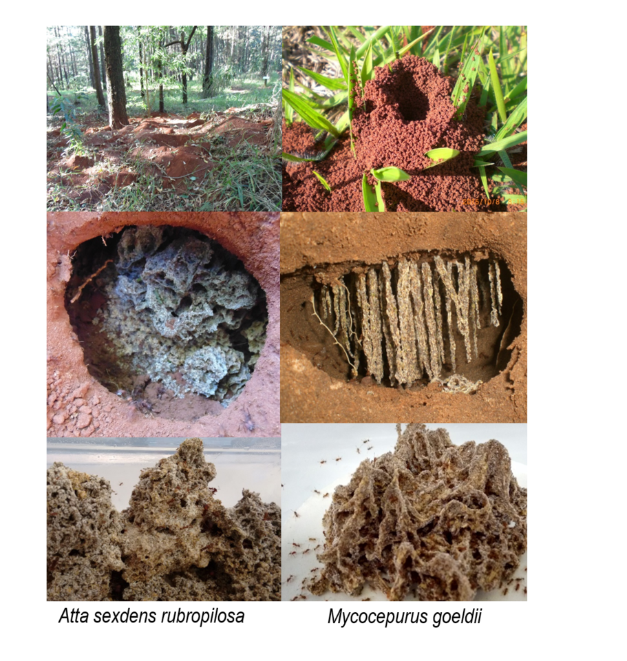 The (peculiar) microbial world of fungus-growing insects