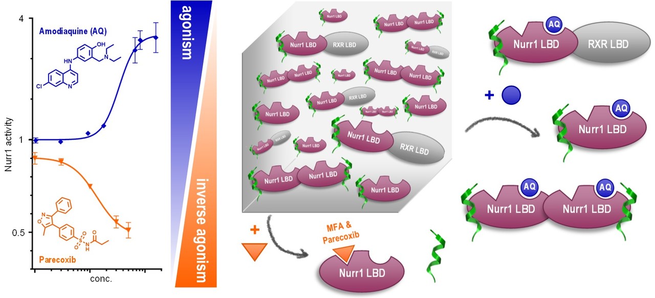 Bidirectional and gene-selective Nurr1 modulation by NSAIDs?