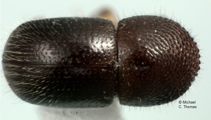 Crop and forest pest metawebs shift towards increased linkage and suitability overlap under climate change