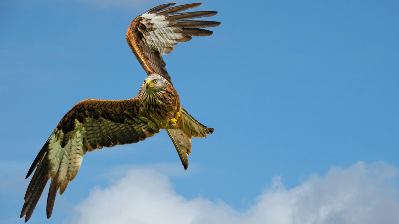 How to become an ornithologist