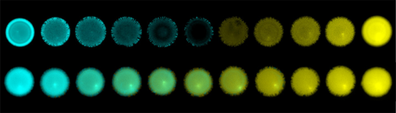 "Majority-wins" and "minority-wins" synthetic microbial consortia