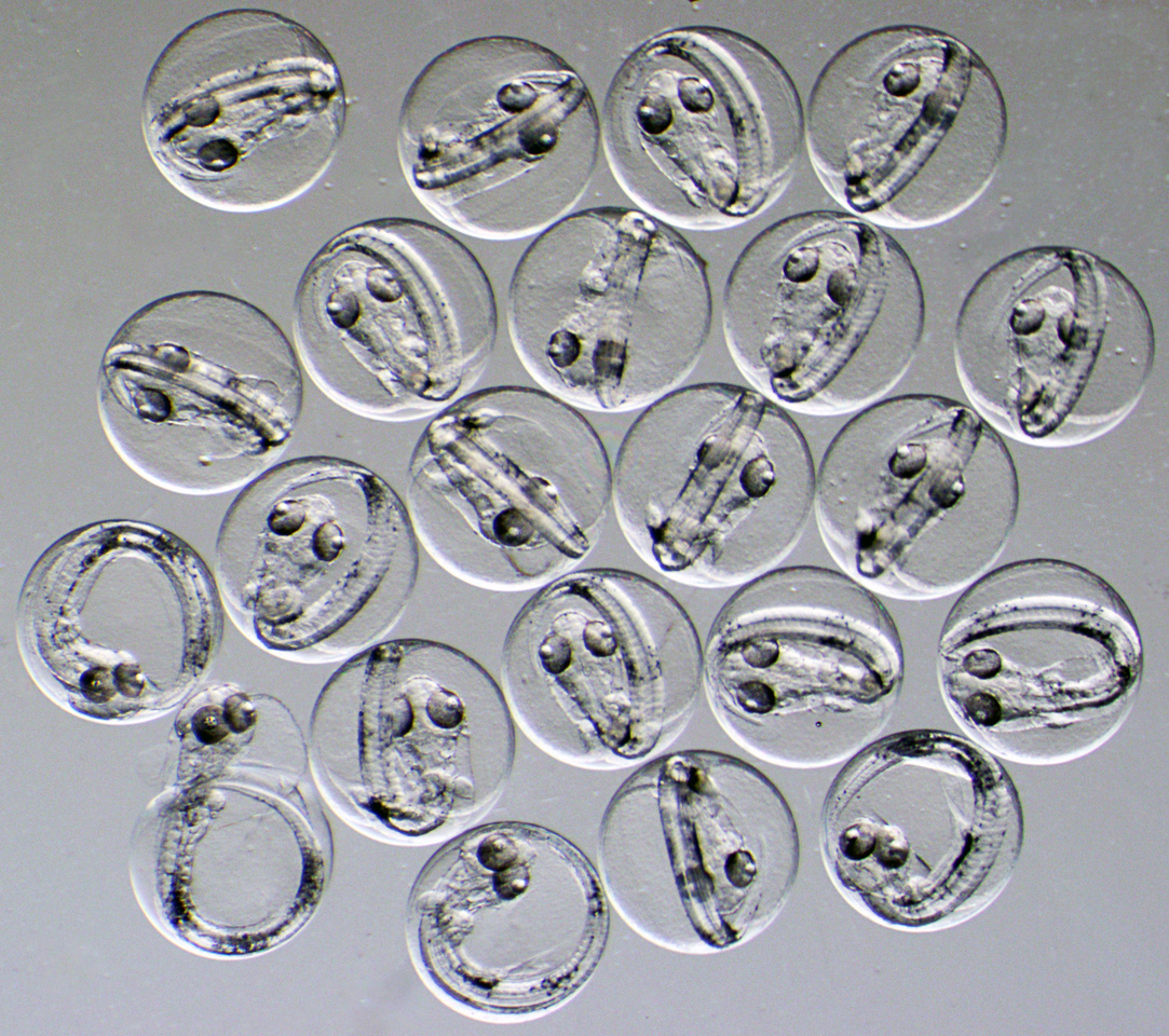 How warm is too warm for fish to spawn?