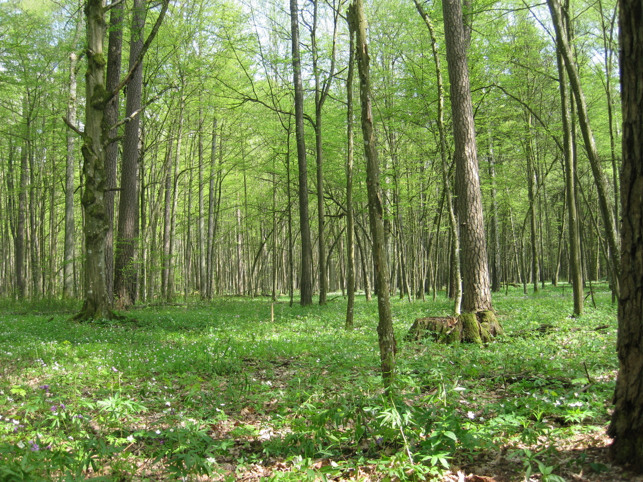 Tree species diversity helps soil microbes resist drought