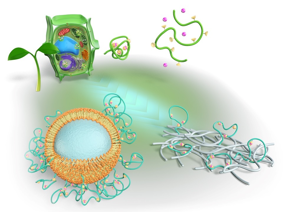 New water treatment materials inspired by plants